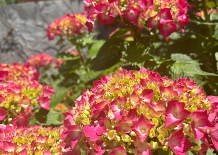 Ortensia Lake Como - Perfect For Couple And Pets
